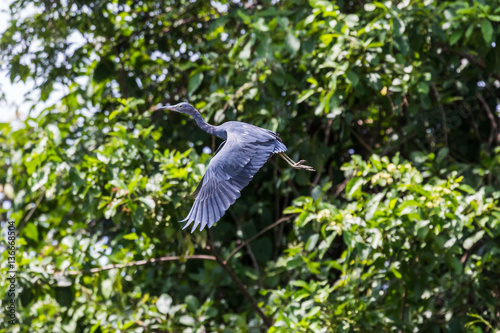 Little blue heron taking to the skies