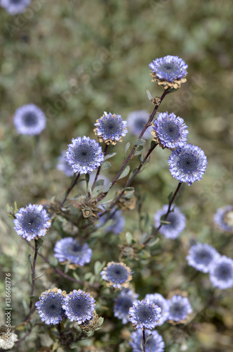 Globularia alypum / Globulaire buissonnante photo