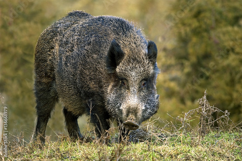 Sus scrofa / Sanglier