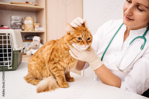 cat in a veterinary clinic.