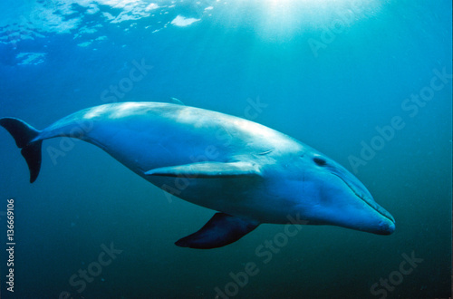 Tursiops truncatus / Grand dauphin / Dauphin souffleur © PIXATERRA