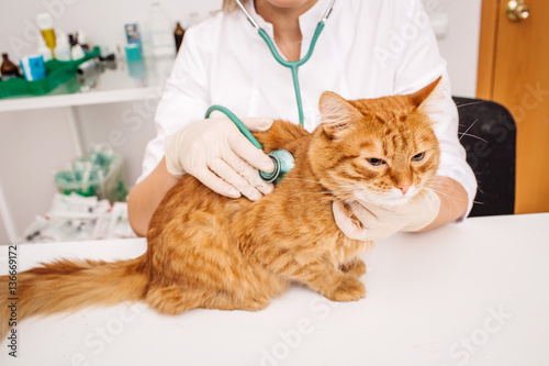 veterinarian doctor with stethoscope checking up cat at vet clinic © kaninstudio