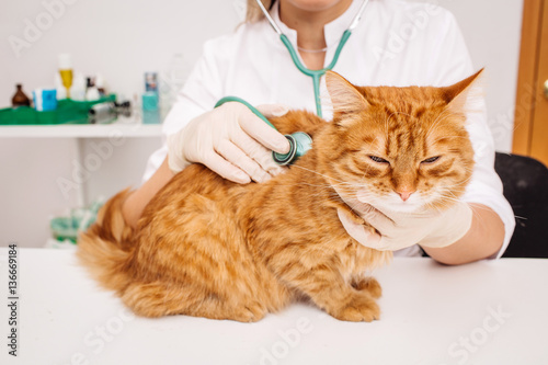 veterinarian doctor with stethoscope checking up cat at vet clinic © kaninstudio