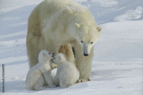 Ursus maritimus / Ours blanc / Ours polaire