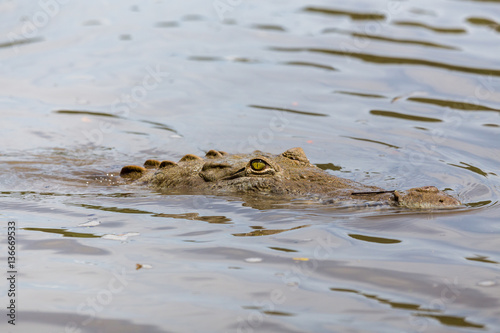American Crocodile lurking in the water