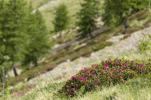 Rhododenfron ferrugineum / Rhododendron ferrugineux