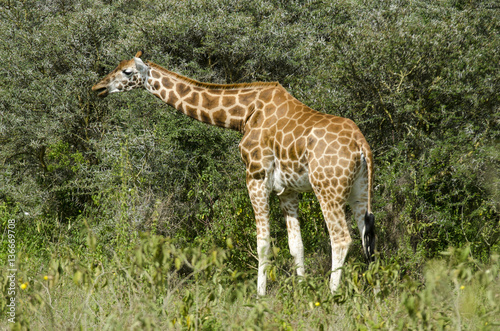Giraffa camelopardalis rothschildi / Girafle de l'Ouganda