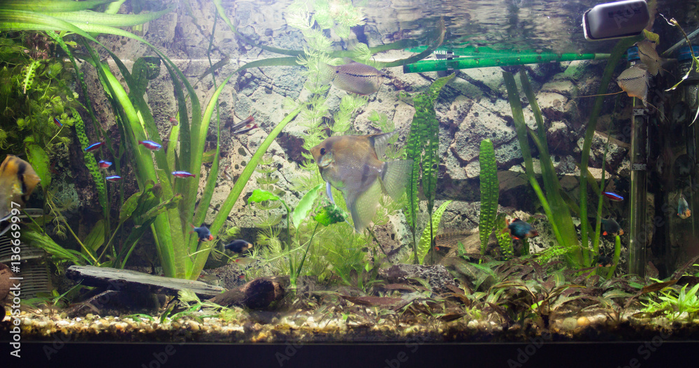 Aquarium landscape with gurama fishes and tetras Aquarium landscape with gurama fishes and tetras