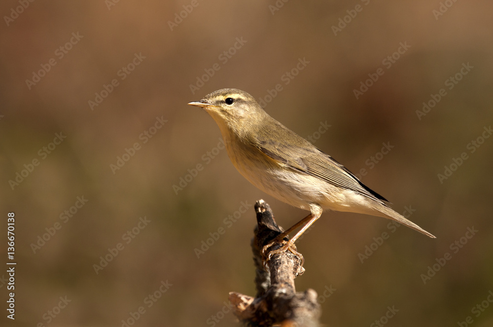 Willow warbler. Phylloscopus trochilus Willow warbler. Phylloscopus trochilus