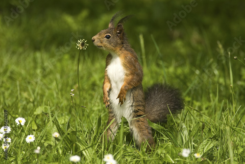 Sciurus vulgaris / Ecureuil roux © PIXATERRA