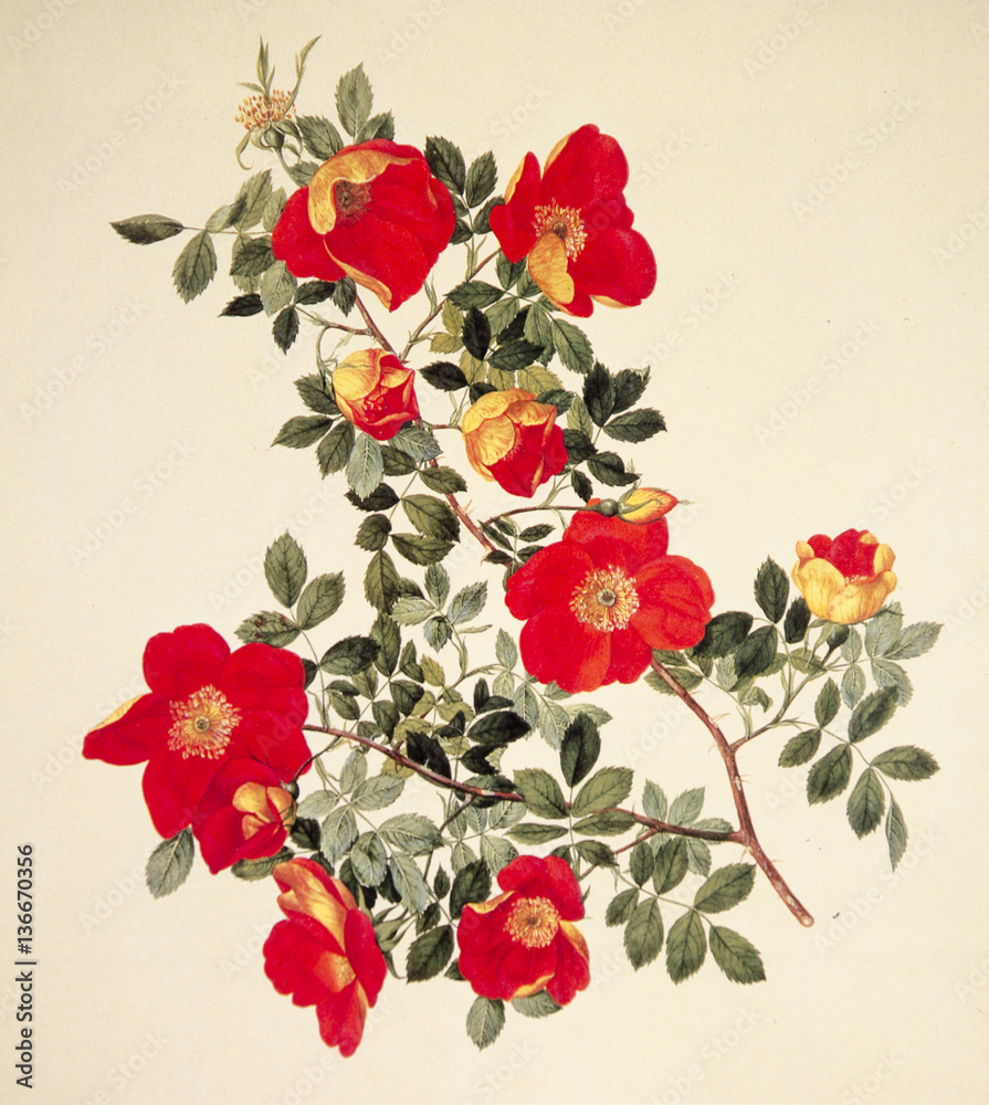 Illustration botanique / Rose fétide bicolore