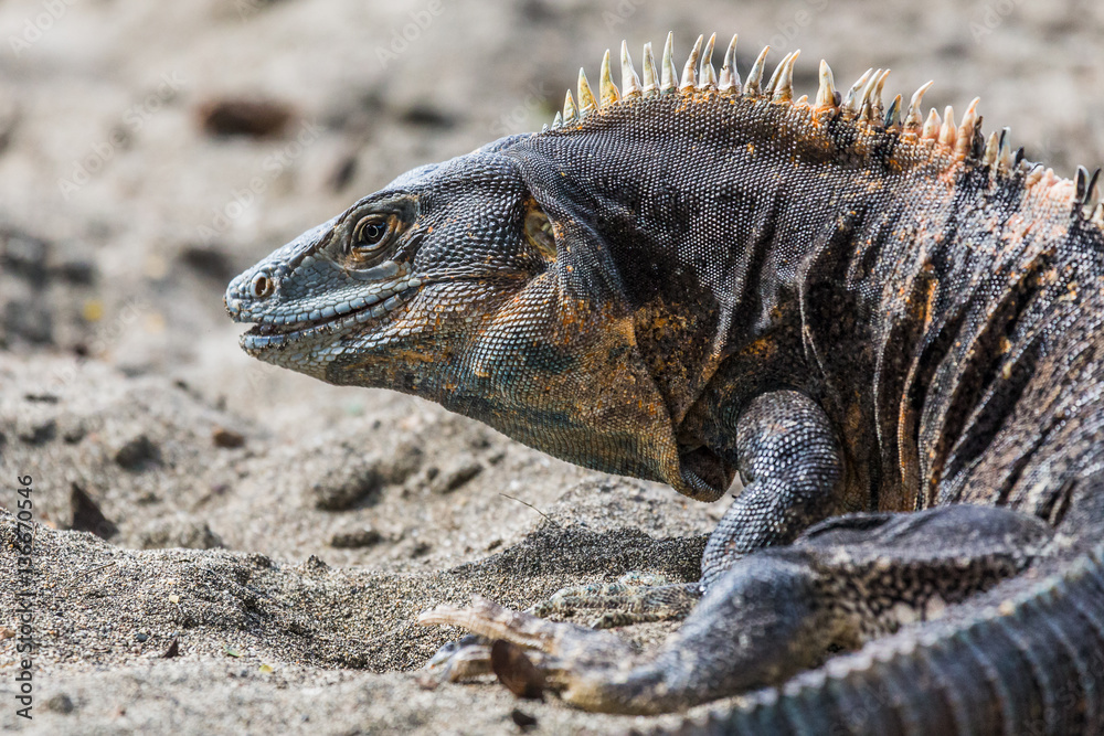 Fototapeta premium Black ctenosaur turning on the beach