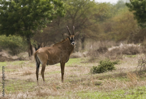 Hippotragus equinus lang-heldi  Antilope rouanne