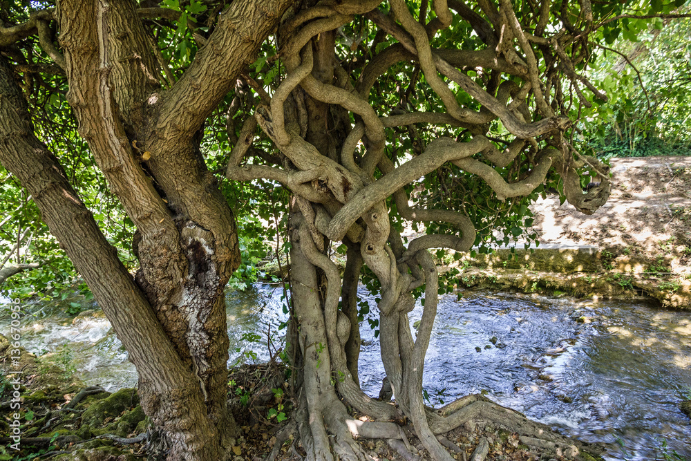 Tree trunk, Krka National park, Croatia