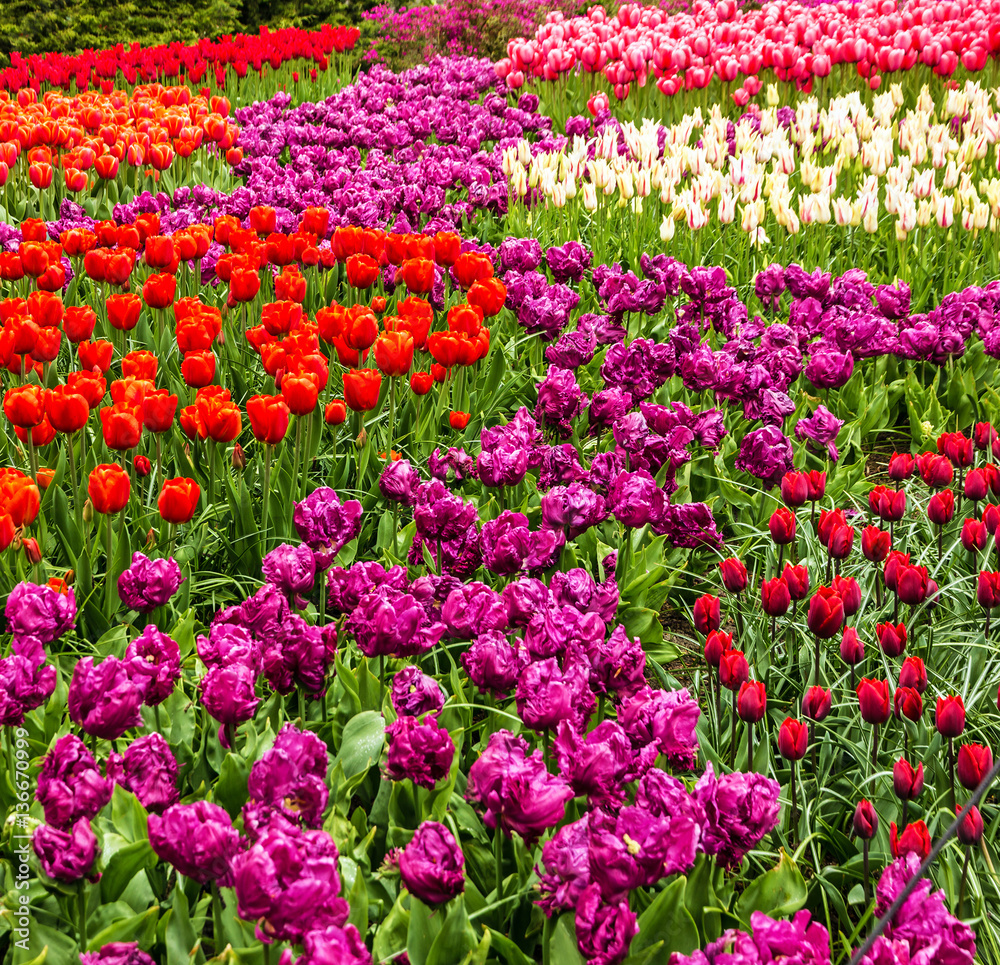 Tulips park Keukenhof - largest flower garden in Europe, Holland