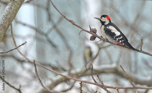 Male great spotted woodpecker (Dendrocopos major) © Laurentiu Iordache