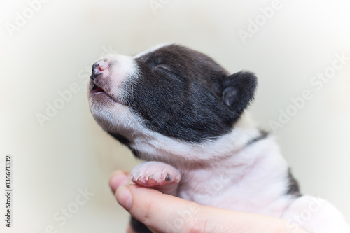 beautiful, cute puppy dogs not barking African dog breed basenji