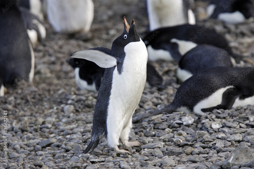 Naklejka premium Pygoscelis adeliae / Manchot d'Adélie