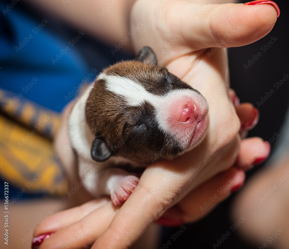 beautiful, cute puppy dogs not barking African dog breed basenji beautiful, cute puppy dogs not barking African dog breed basenji