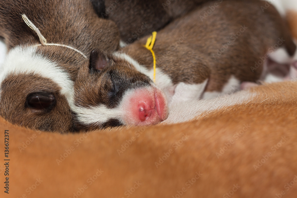 beautiful, cute puppy dogs not barking African dog breed basenji beautiful, cute puppy dogs not barking African dog breed basenji