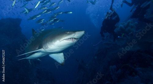 Large shark hunting for prey near scuba diver