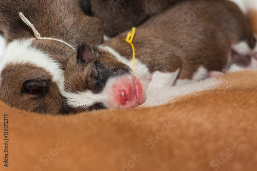 beautiful, cute puppy dogs not barking African dog breed basenji