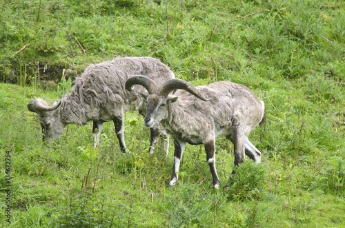 Pseudois nayaur / Grand bharal / Mouton bleu