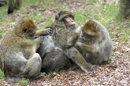 Macaca sylvanus / Macaque de Barbarie © PIXATERRA