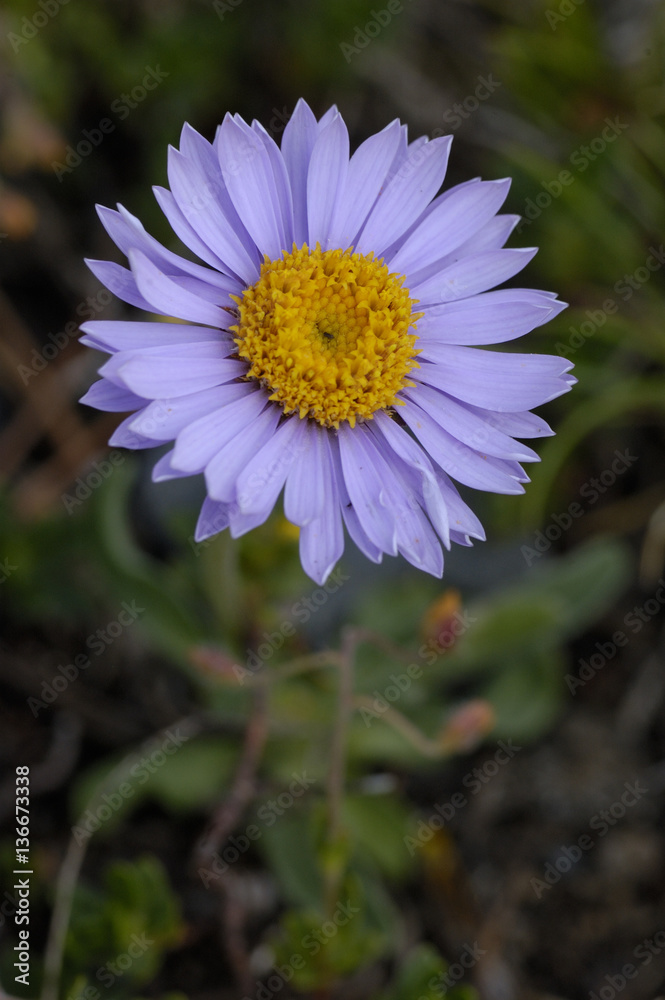 Aster alpinus / Aster des Alpes Aster alpinus / Aster des Alpes