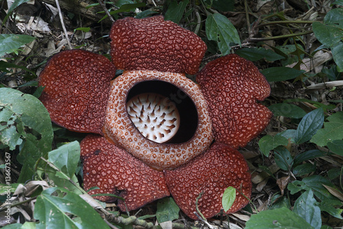 Rafflesia arnoldii / Rafflésie
