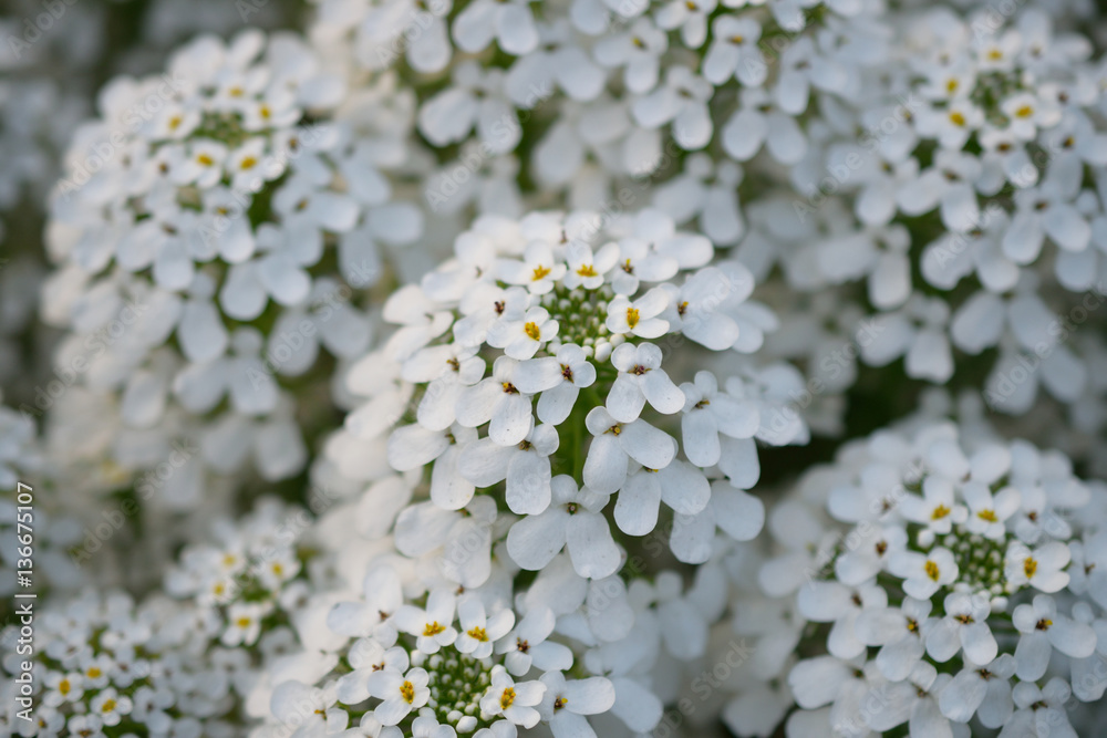 White candytuft or iberis flowers White candytuft or iberis flowers