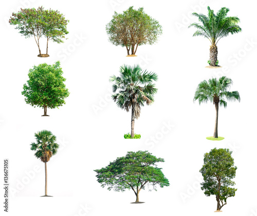 Collection trees on white background of isolated © sompong_tom