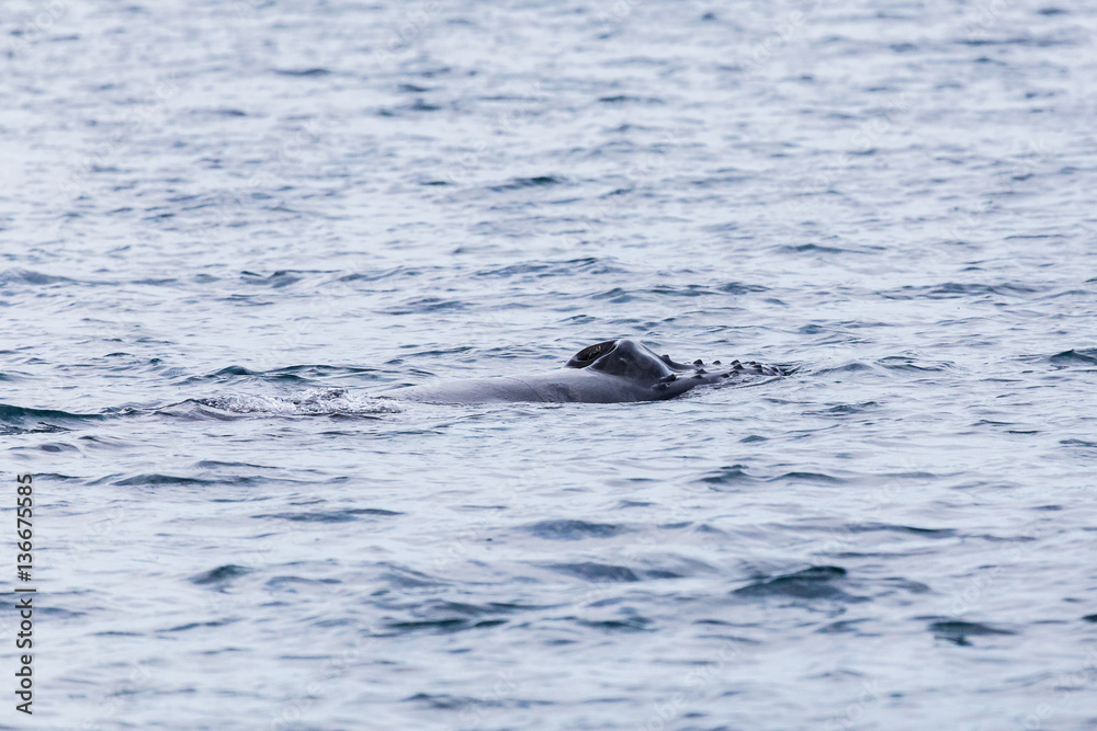 Obraz premium Blowhole of a young humpback whale