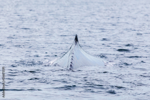 Following an adult humpback whale