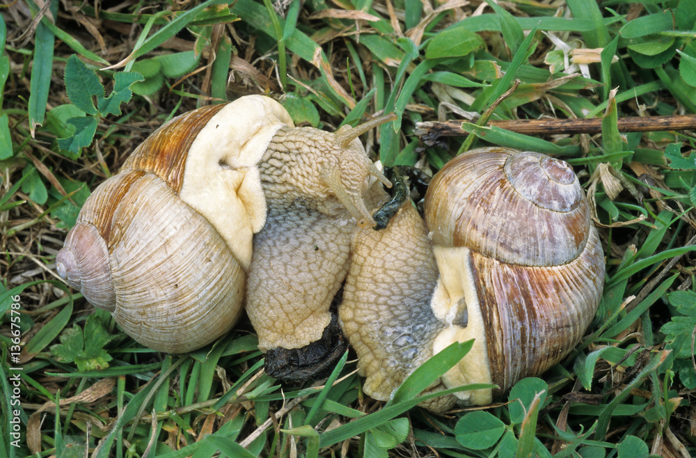 Helix pomatia / Escargot de Bourgogne Helix pomatia / Escargot de Bourgogne