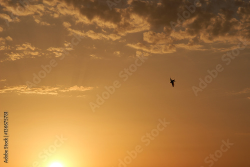 Bird in the evening sky
