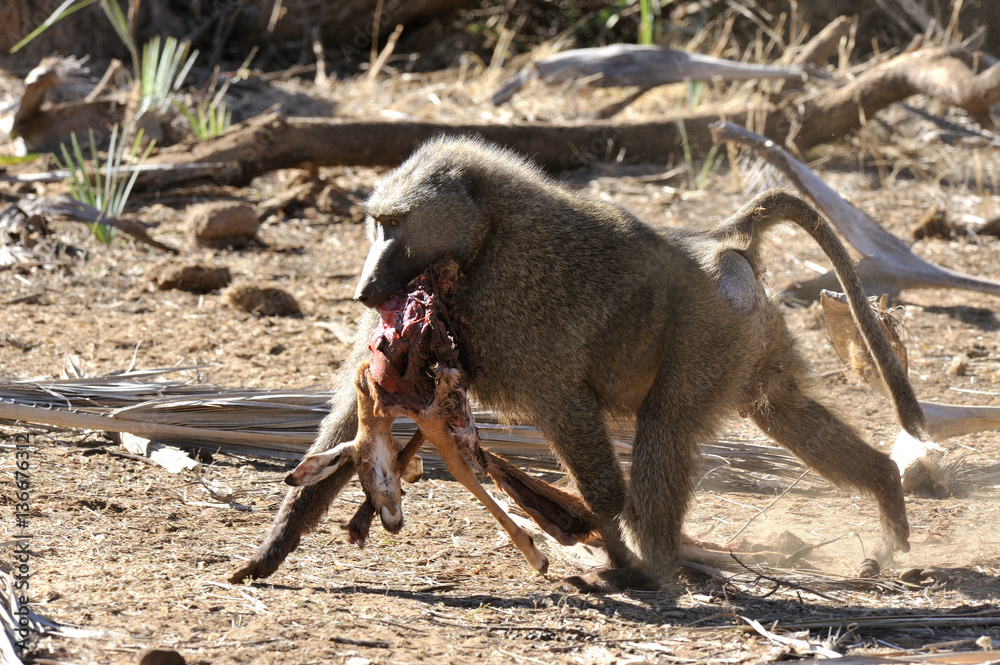 Papio anubis / Babouin doguéra / Babouin olive