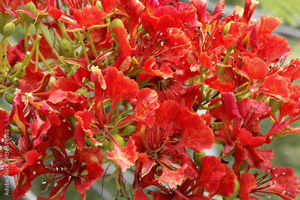 Delonix regia / Flamboyant Delonix regia / Flamboyant