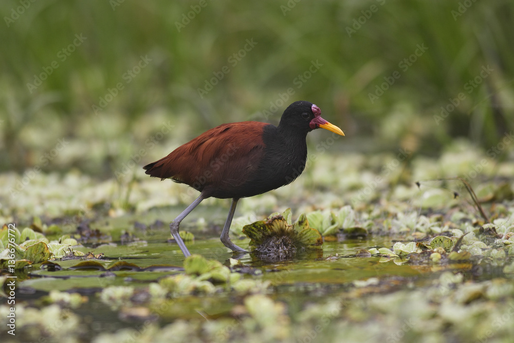 Jacana jacana / Jacana noir Jacana jacana / Jacana noir
