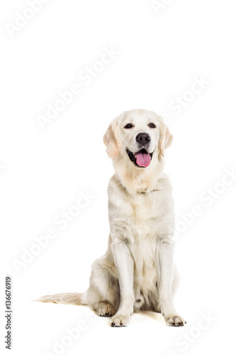 Labrador Retriever on white background