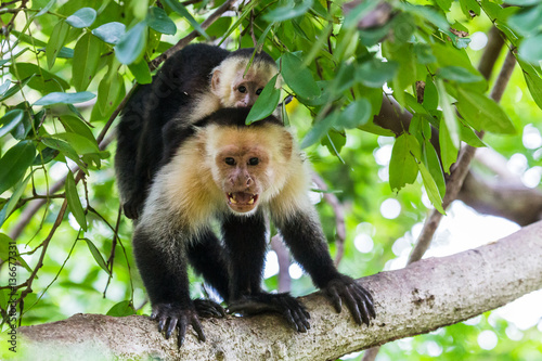 White faced capuchin protecting its baby © Jason Wells