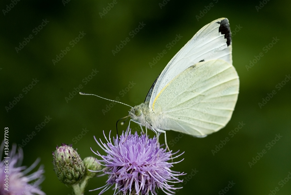 Pieris brassicae / Piéride du chou Pieris brassicae / Piéride du chou