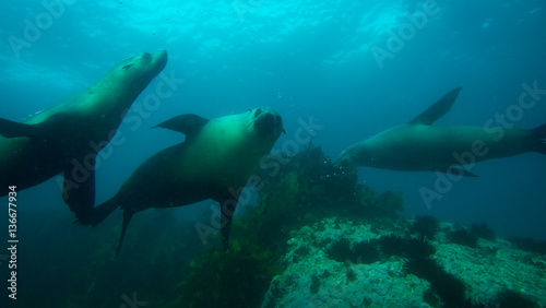 Seals swimming and playing underwater while one stares at camera