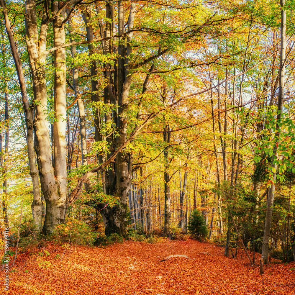 Obraz premium birch forest in sunny afternoon while autumn season
