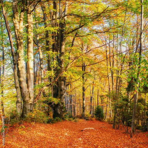 birch forest in sunny afternoon while autumn season 