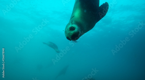 Seal looking inquisitively at camera © Ben R