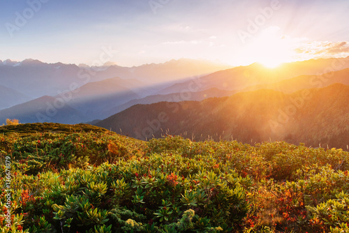 Blooming rhododendron flowers in Caucasus mountains