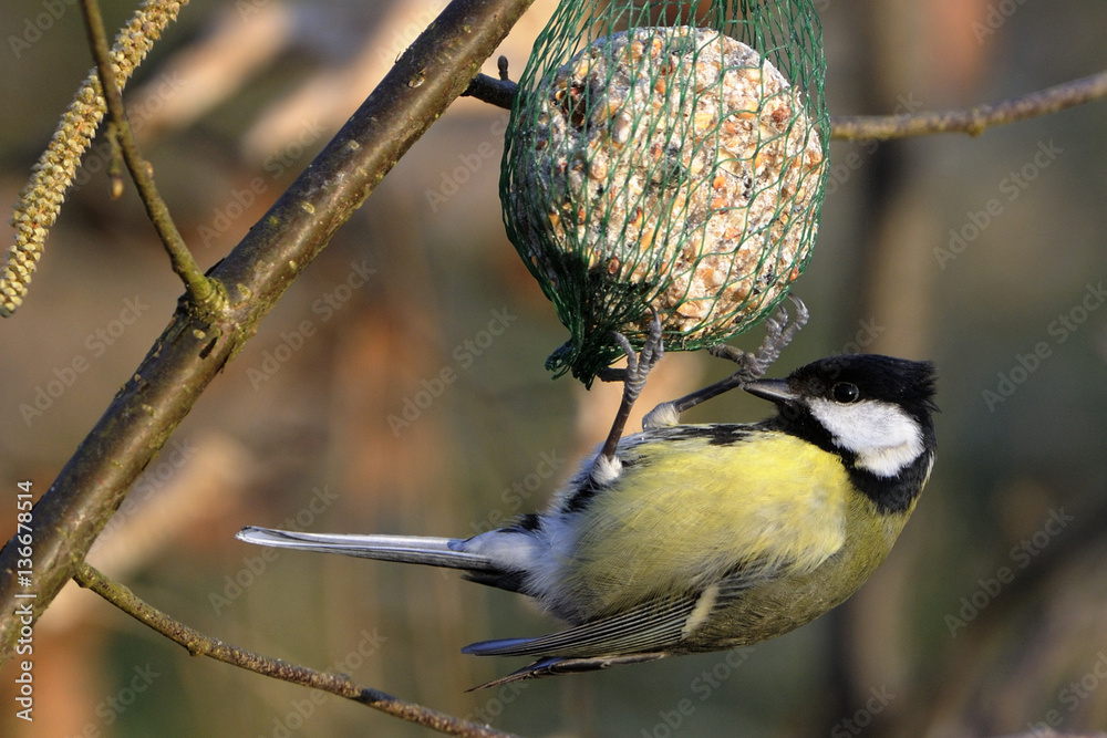 Parus major / Mésange charbonnière StockFoto Adobe Stock