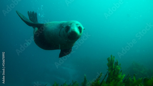 Playful seal swimming underwater and looking at camera