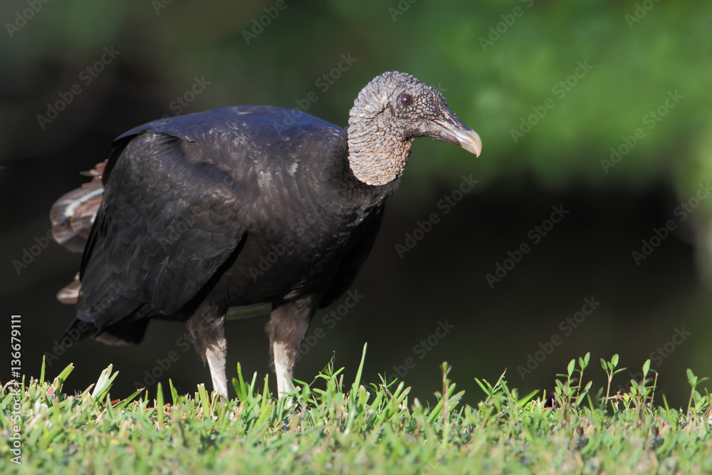 Fototapeta premium Black vulture (Coragyps atratus) standing, Lake Marian, Florida, USA